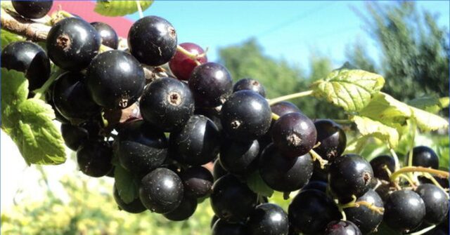 Blackcurrant variety Sinegorye: photo and description