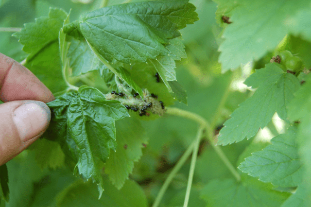 Blackcurrant variety Sinegorye: photo and description