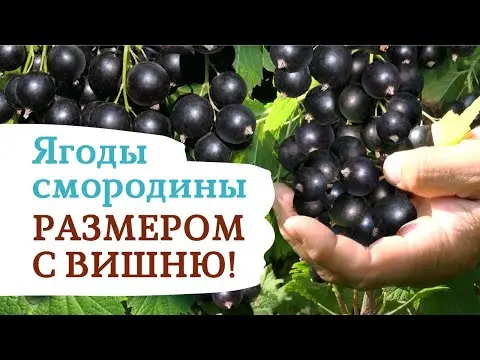 Blackcurrant variety Sinegorye: photo and description