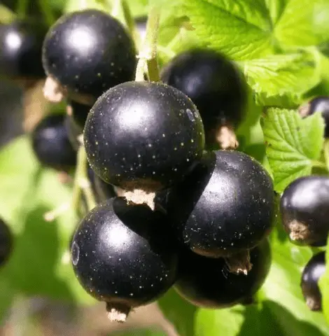 Blackcurrant variety Sweet-fruited: photo and description