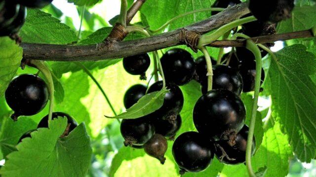 Blackcurrant variety Sweet-fruited: photo and description