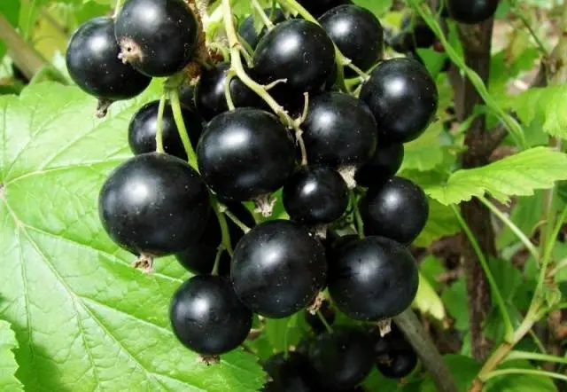 Blackcurrant Vigorous