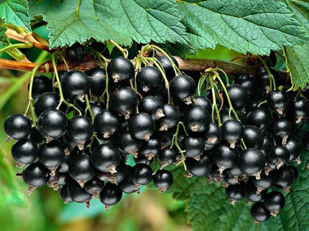 Blackcurrant Vigorous