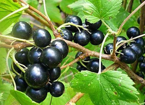 Blackcurrant Vigorous