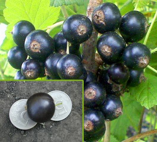 Blackcurrant Vigorous