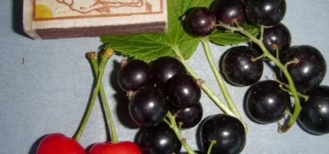 Blackcurrant Vigorous