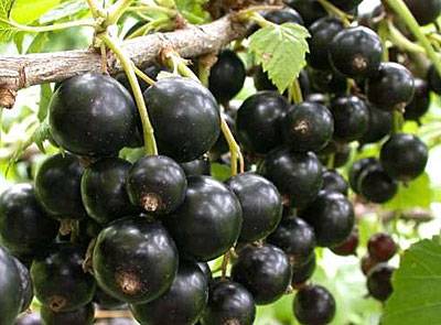 Blackcurrant Vigorous