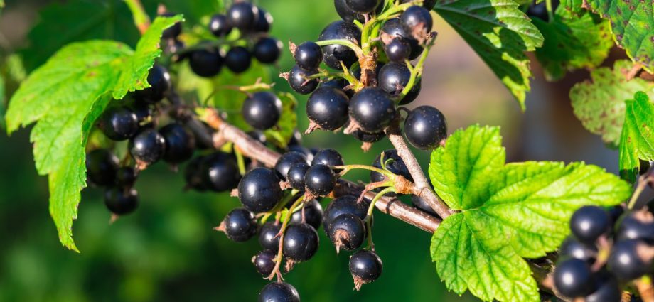 Blackcurrant Vigorous