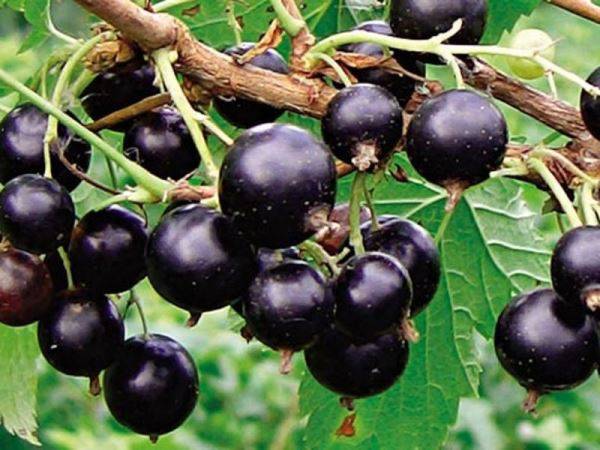 Blackcurrant Vologda