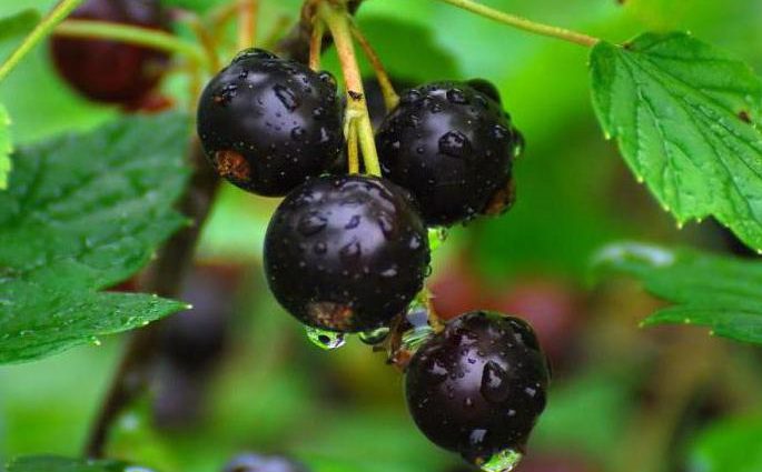 Blackcurrant Vologda