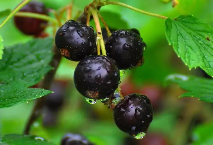 Blackcurrant Vologda