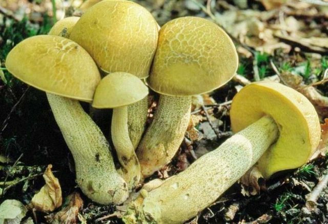 Blackening boletus (blackening boletus): description and photo