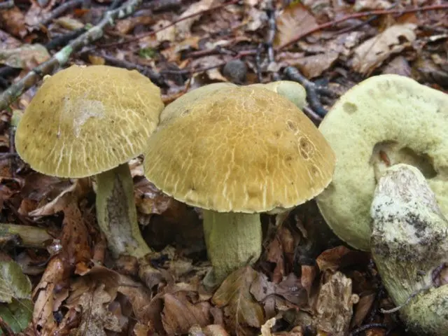 Blackening boletus (blackening boletus): description and photo