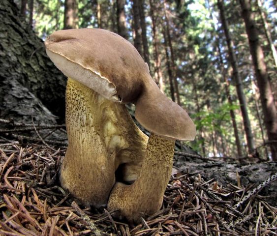 Blackening boletus (blackening boletus): description and photo