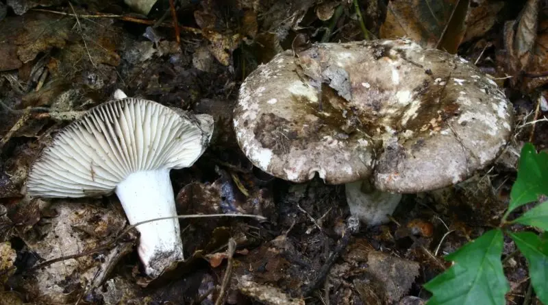 Blackening podgrudok (Russula nigricans) photo and description