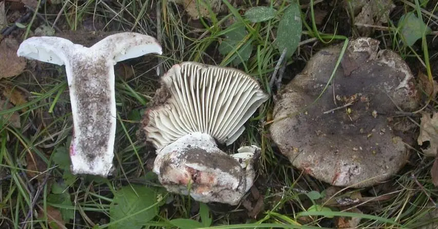 Blackening podgrudok (Russula nigricans) photo and description