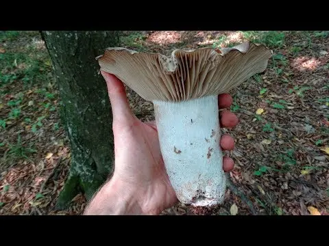 Blackening podgrudok (Russula nigricans) photo and description