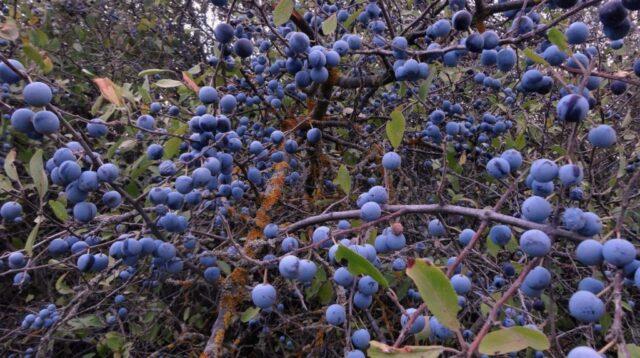 Blackthorn compote for the winter: how to cook, how much sugar, benefits and harms, contraindications