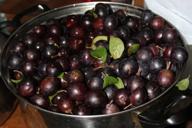 Blackthorn jam with seeds for the winter: simple recipes