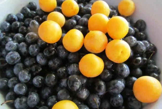 Blackthorn jam with seeds for the winter: simple recipes