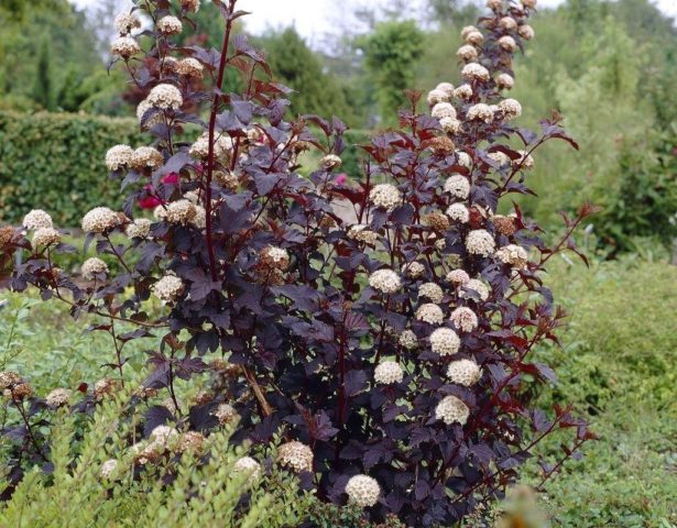 Bladderweed viburnum Diablo: description and photo, planting, care