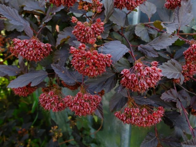 Bladderweed viburnum Diablo: description and photo, planting, care