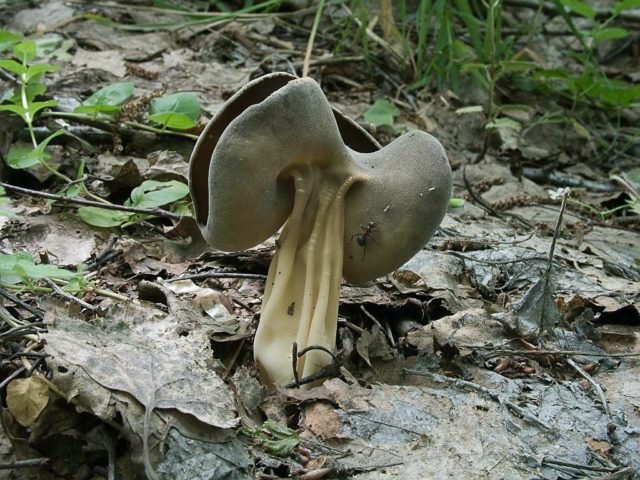 Blade Kele (Helvella Kele): description and photo