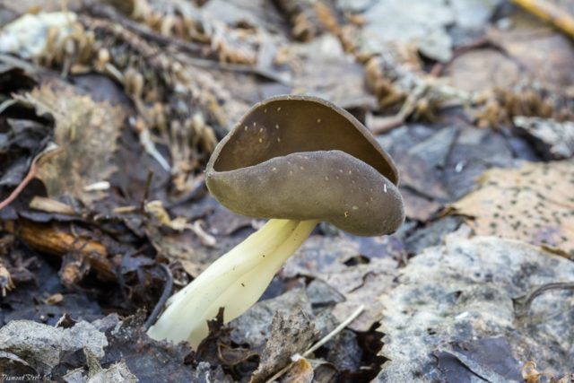 Blade Kele (Helvella Kele): description and photo