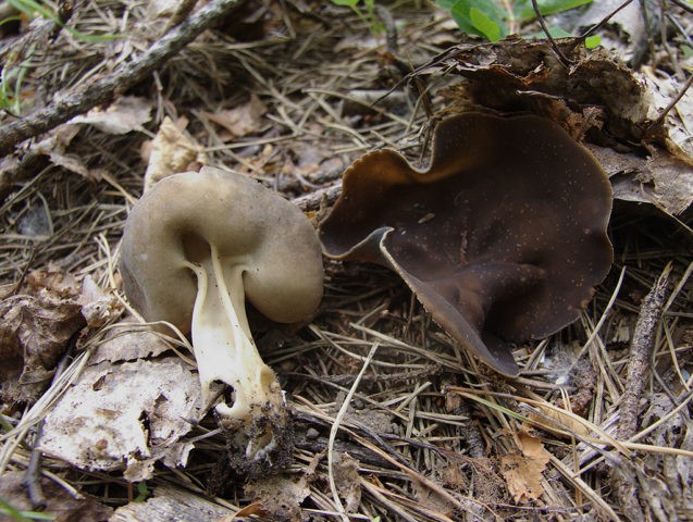 Blade Kele (Helvella Kele): description and photo