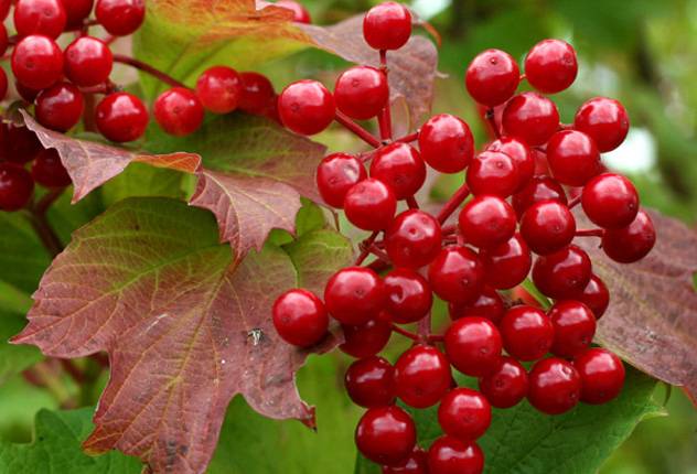 Blanks from viburnum for the winter: golden recipes