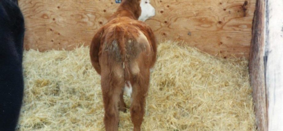 Bloating in a calf