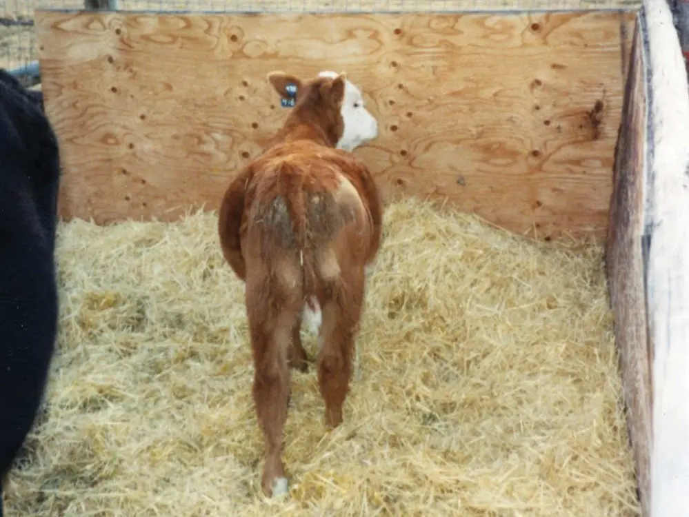 Bloating in a calf