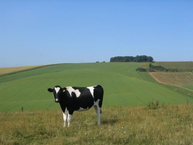 Blockage of books in cattle: photos, symptoms, treatment