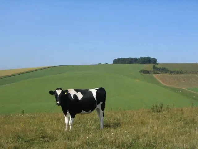 Blockage of books in cattle: photos, symptoms, treatment