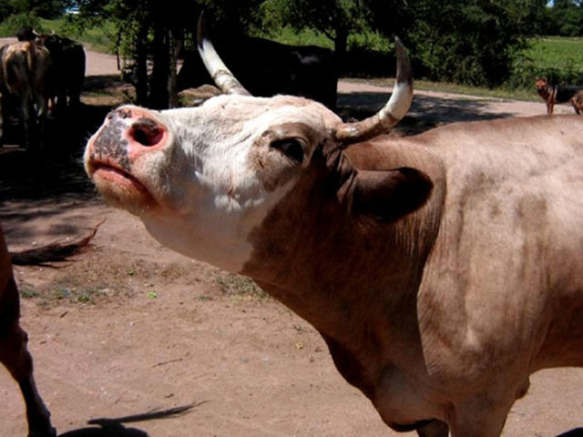 Blockage of the esophagus in cattle: photos, symptoms, treatment