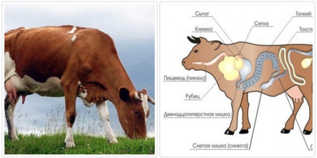 Blockage of the esophagus in cattle: photos, symptoms, treatment