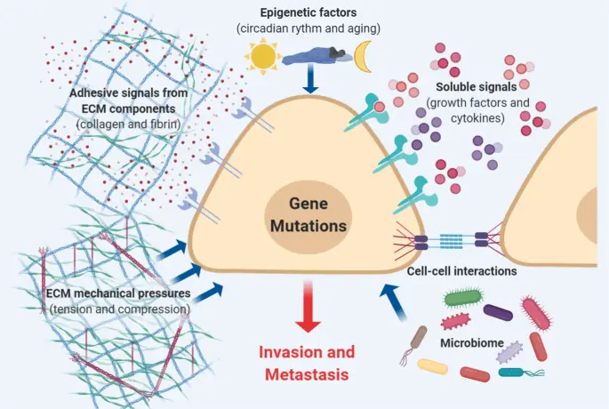 Blocking the gene inhibits metastasis