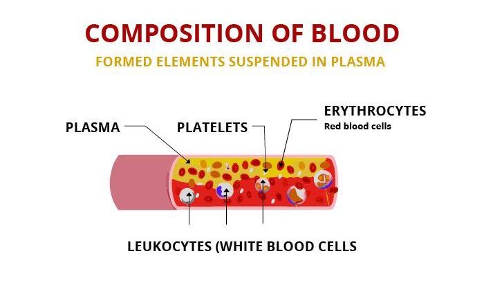 blood-composition-and-functions-what-role-does-blood-play-in-the