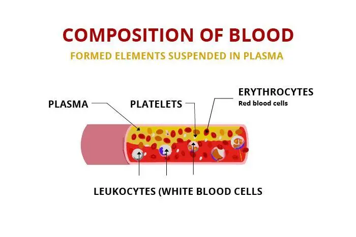 Blood &#8211; composition and functions. What role does blood play in the body?