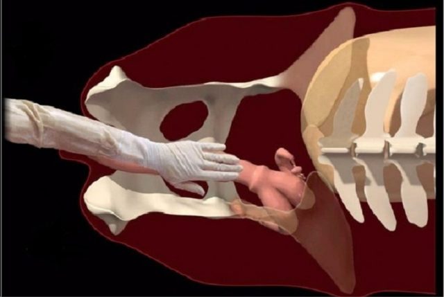 Blood discharge from a cow: from a pregnant woman, after calving