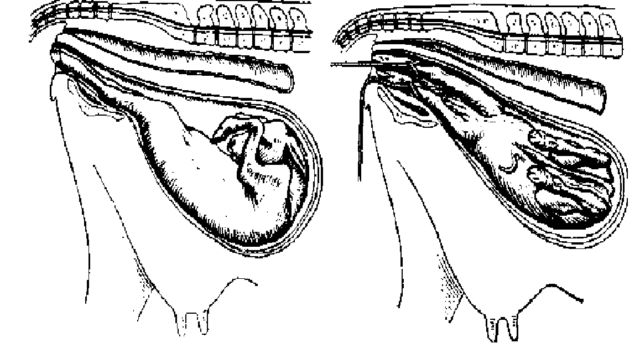 Blood discharge from a cow: from a pregnant woman, after calving