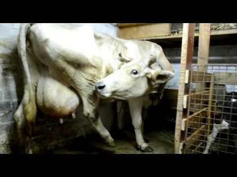 Blood discharge from a cow: from a pregnant woman, after calving