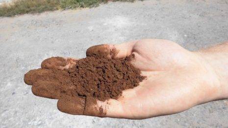 Blood meal as fertilizer &#8211; how to apply