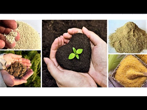 Blood meal as fertilizer - how to apply