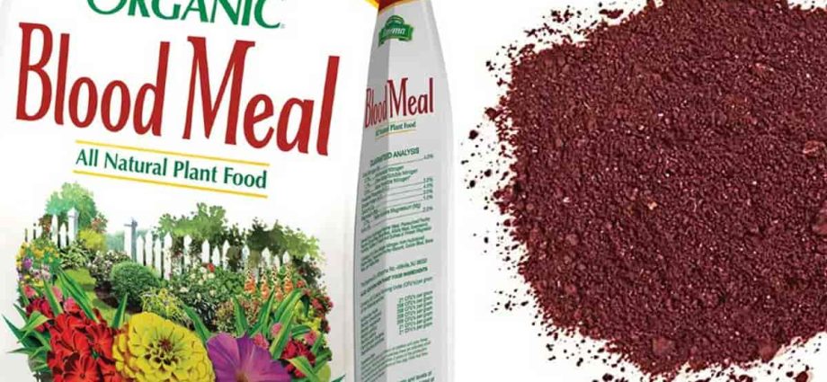 Blood meal as fertilizer &#8211; how to apply