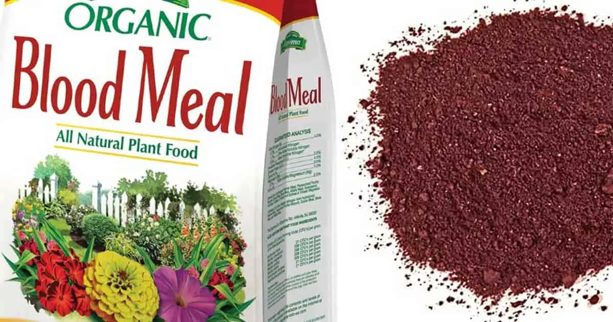 Blood meal as fertilizer &#8211; how to apply