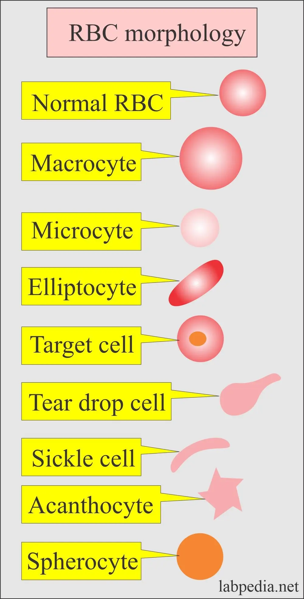 Blood morphology &#8211; how often to test? Adult morphology interpretation