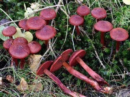 Blood-red cobweb: photo and description