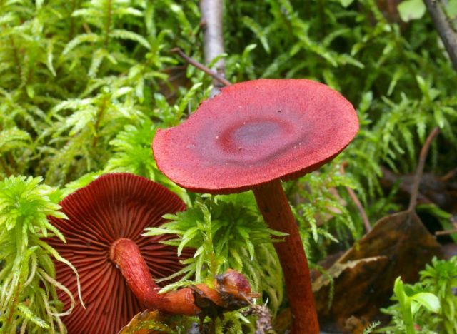 Blood-red cobweb: photo and description