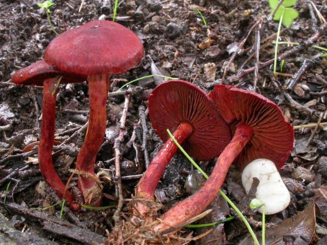 Blood-red cobweb: photo and description